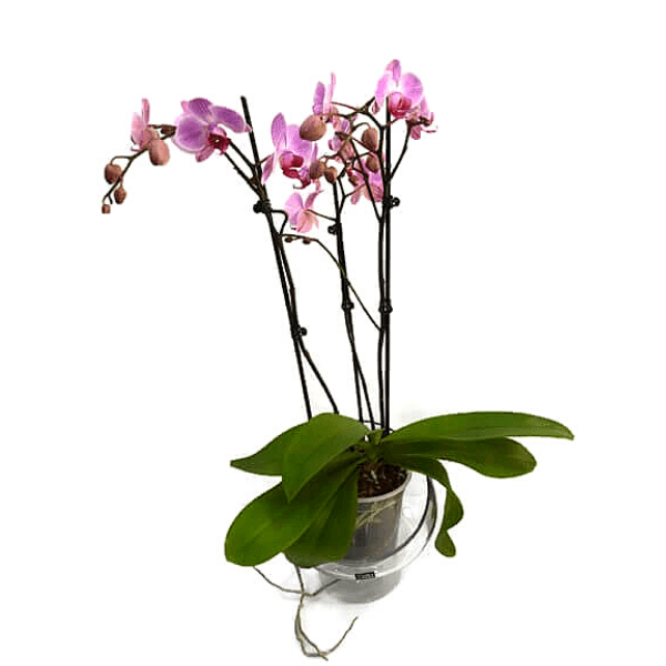 Розовый горшок для орхидеи