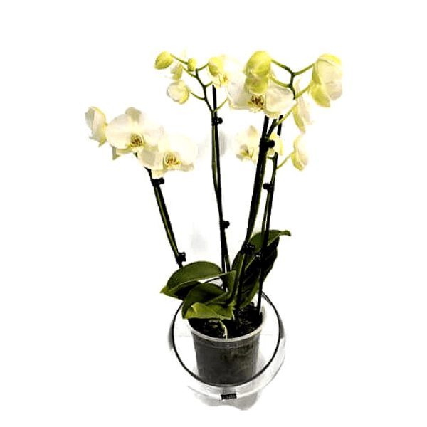 Горшок с белой орхидеей