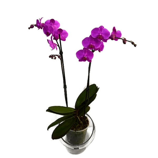 Фиолетовый горшок с орхидеей