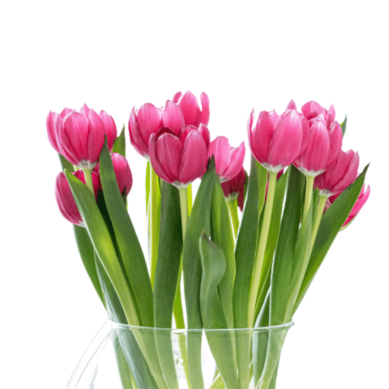 Bouquet of pink tulips