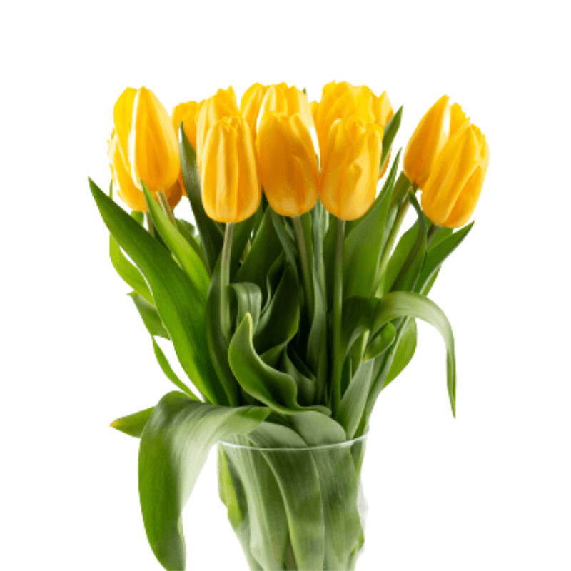 Tulips yellow bouquet