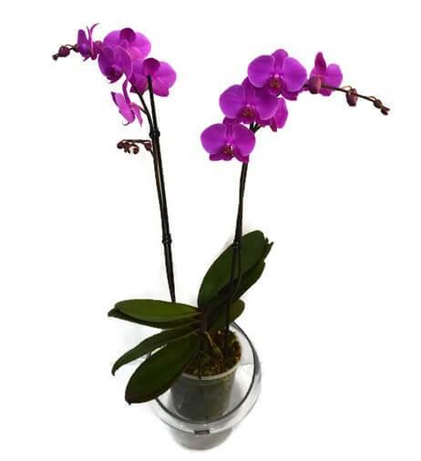 Delivery of flowers in Haifa, Israel - Магазин цветов в Хаифе, how to properly care for an orchid